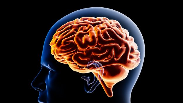 brain